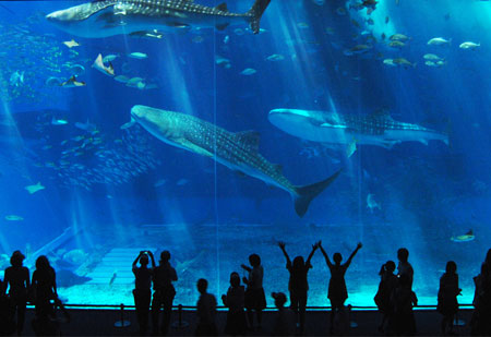 美ら海水族館